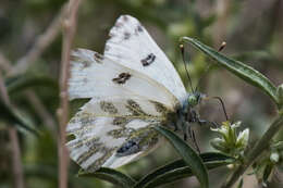 Слика од Pontia beckerii (Edwards 1871)