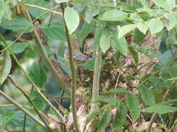 Image of Black-throated Green Warbler