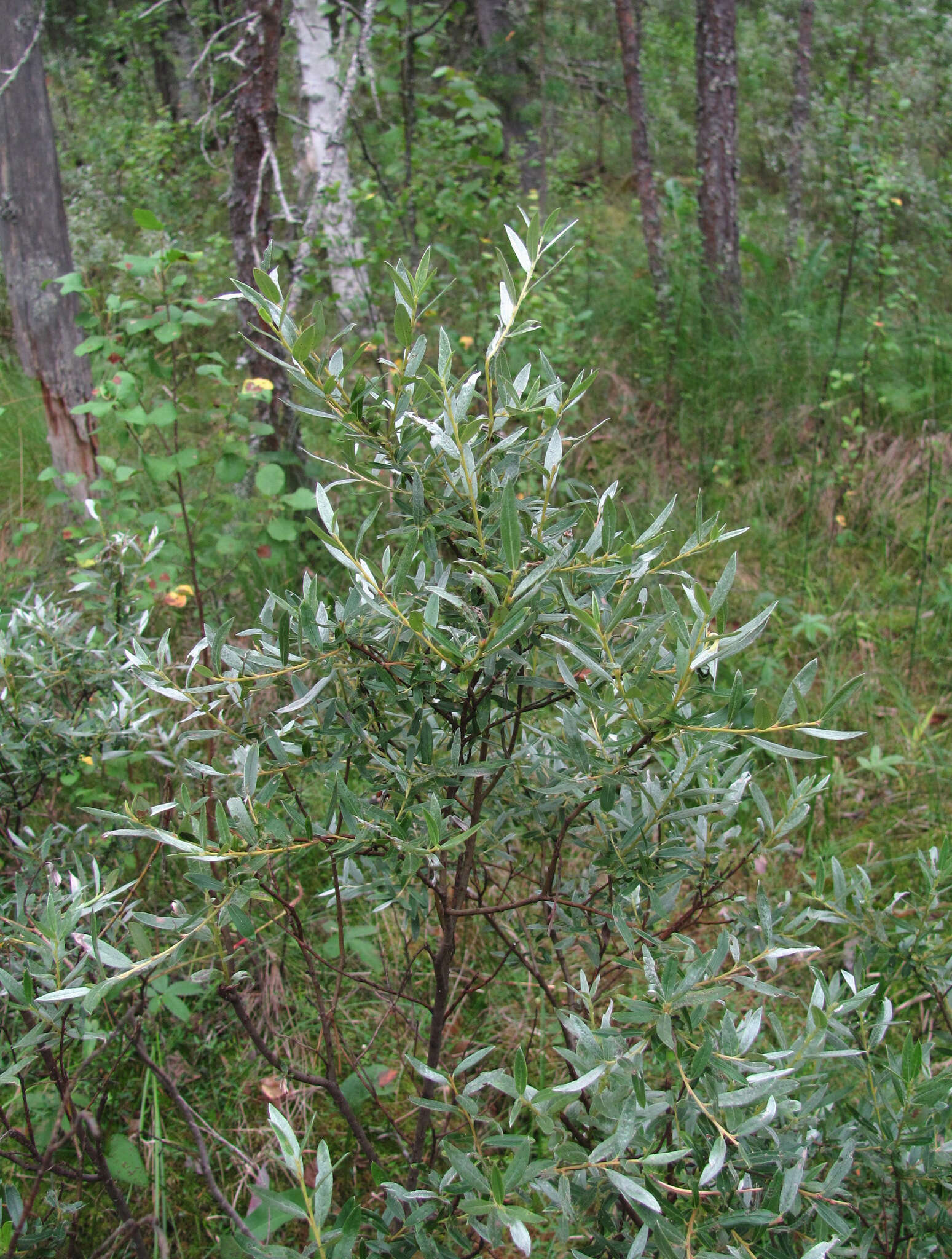 Imagem de Salix rosmarinifolia L.