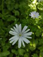 Image of blue anemone