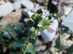 Imagem de Origanum vulgare subsp. viridulum (Martrin-Donos) Nyman