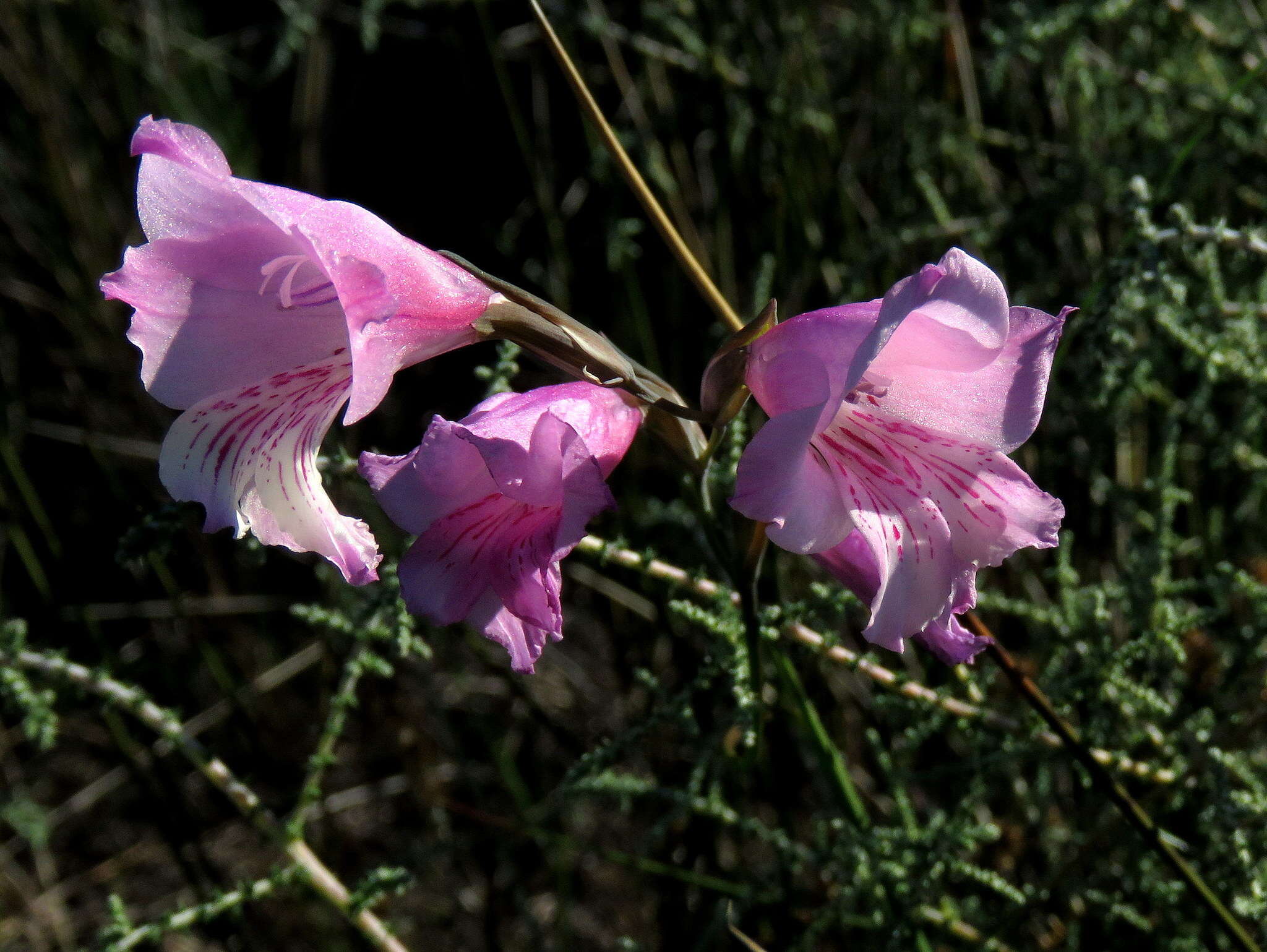 Imagem de Gladiolus hirsutus Jacq.