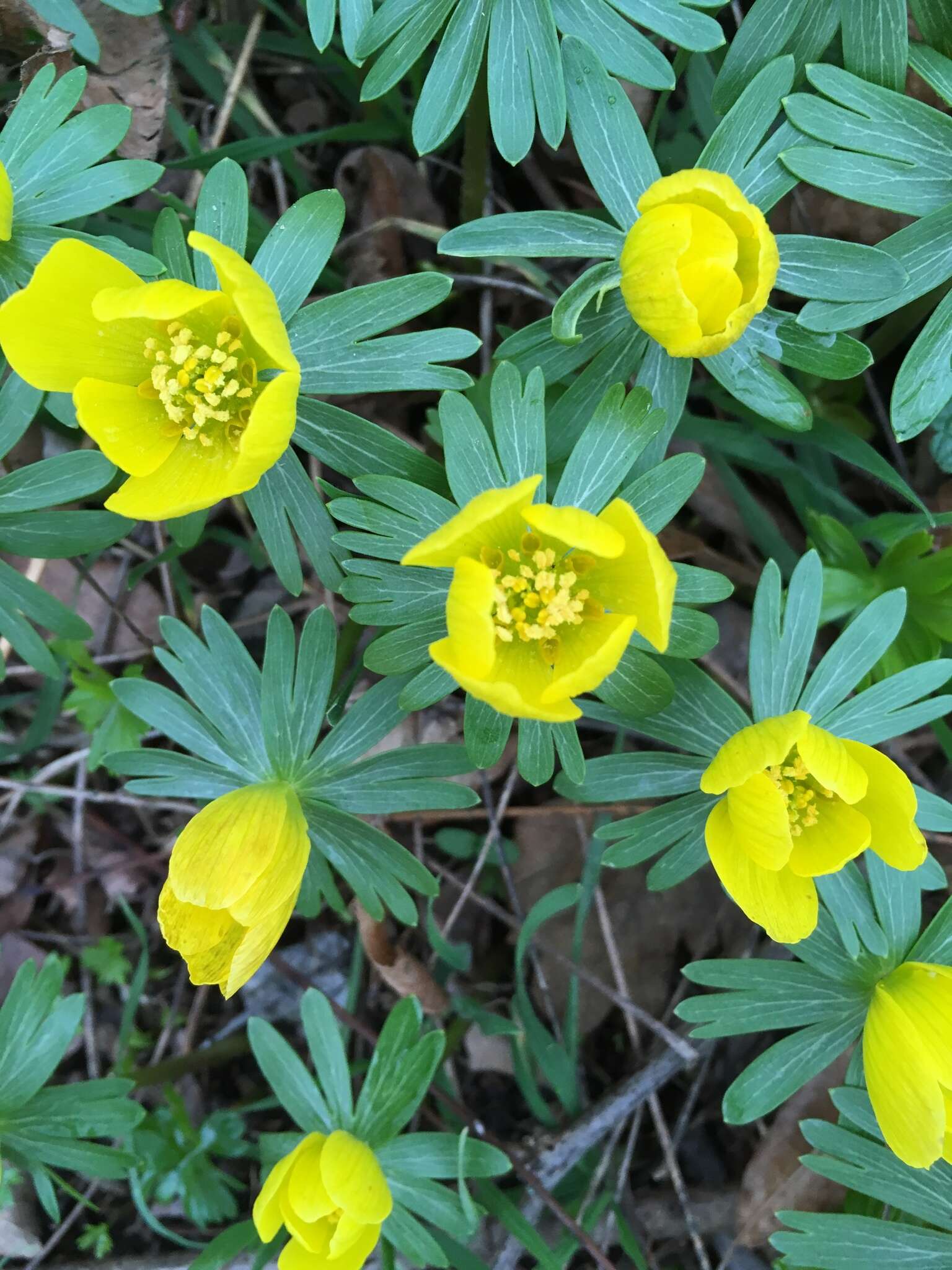 Image of eranthis