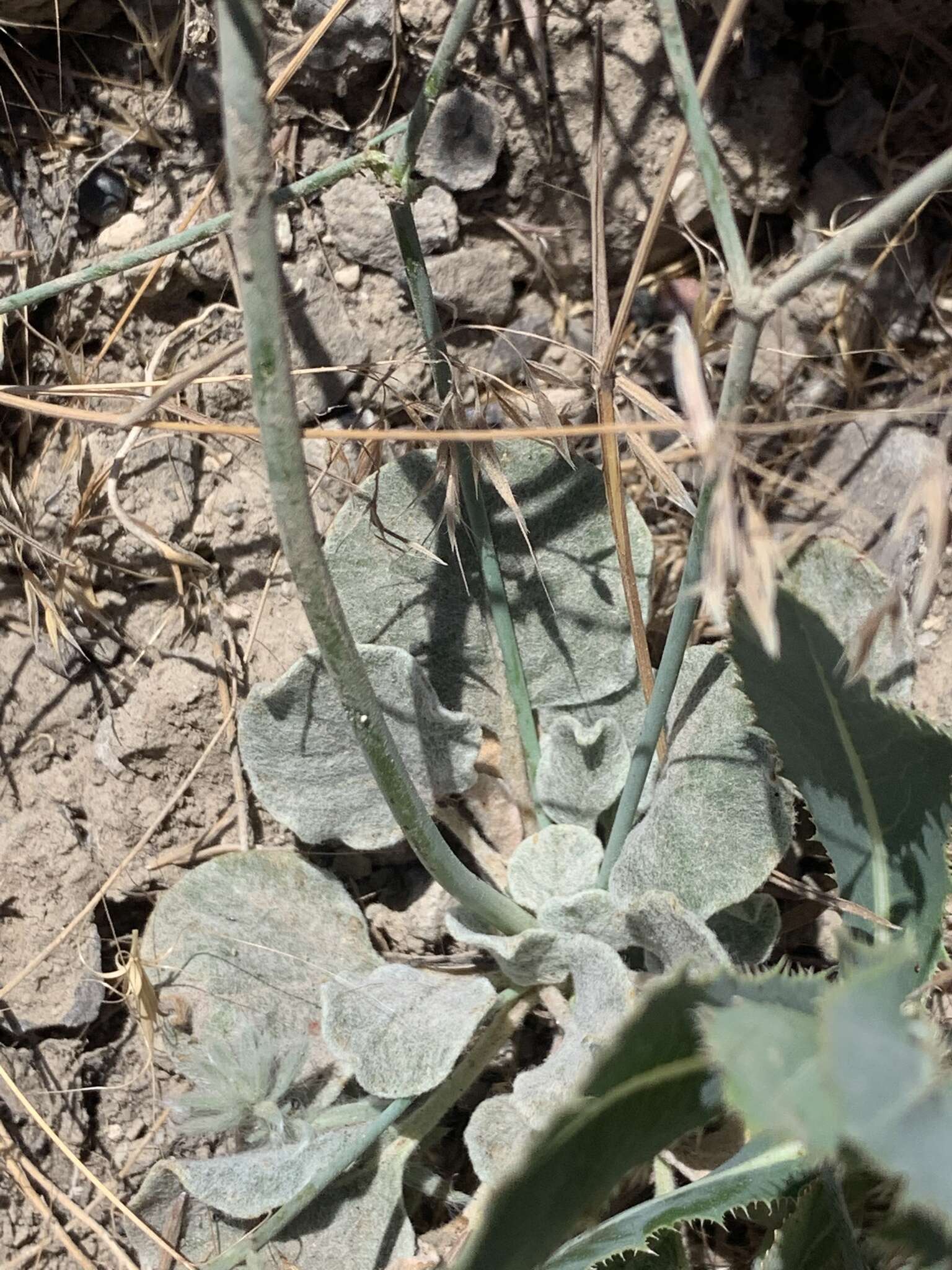 Image of Hooker's buckwheat