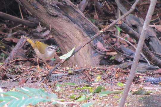 Image of Riverbank Warbler