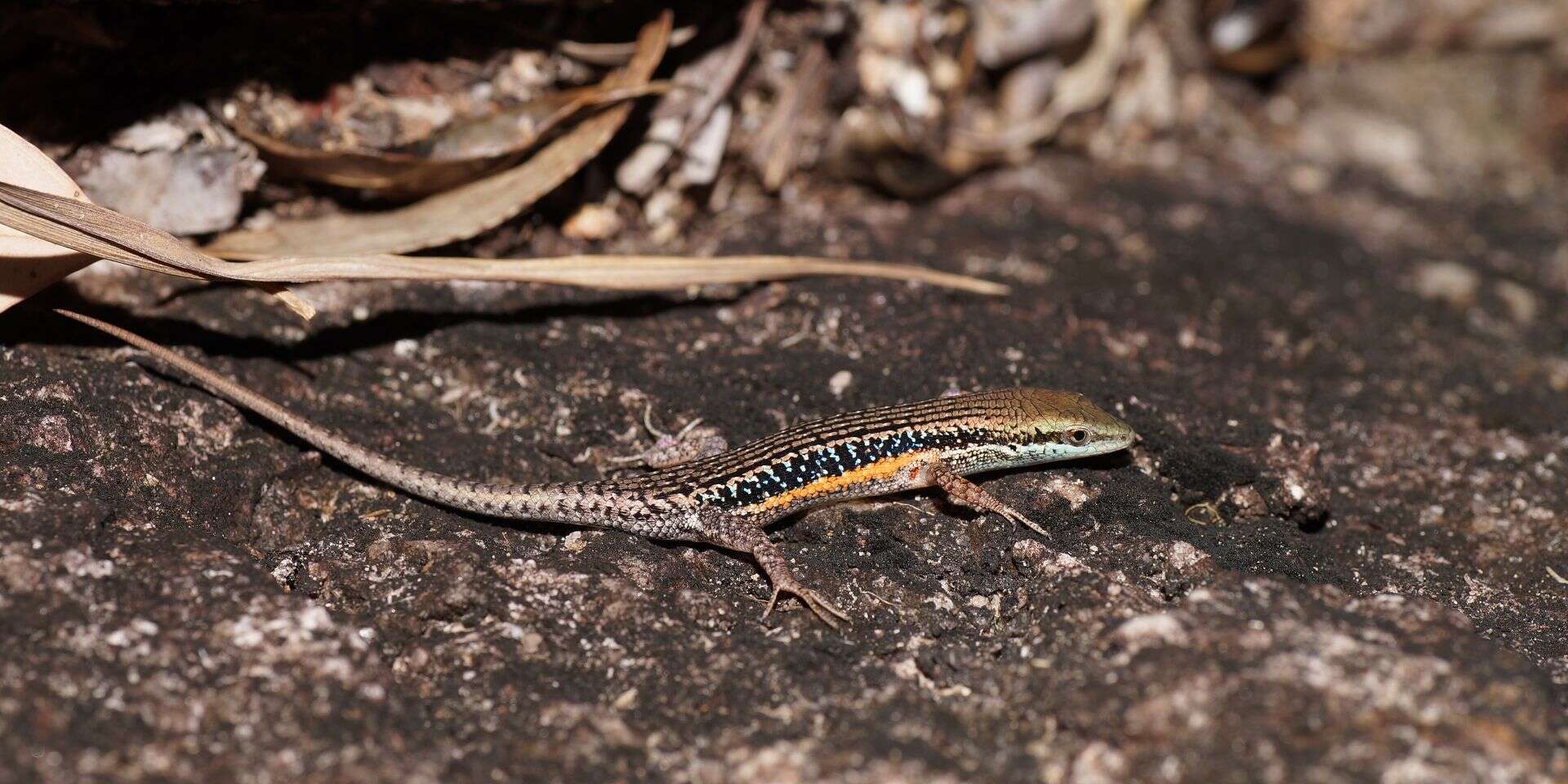 Image of Lined Rainbow-skink