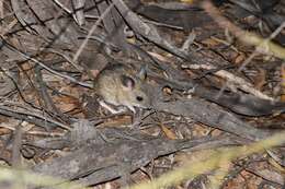 Image of Mitchell's Hopping Mouse
