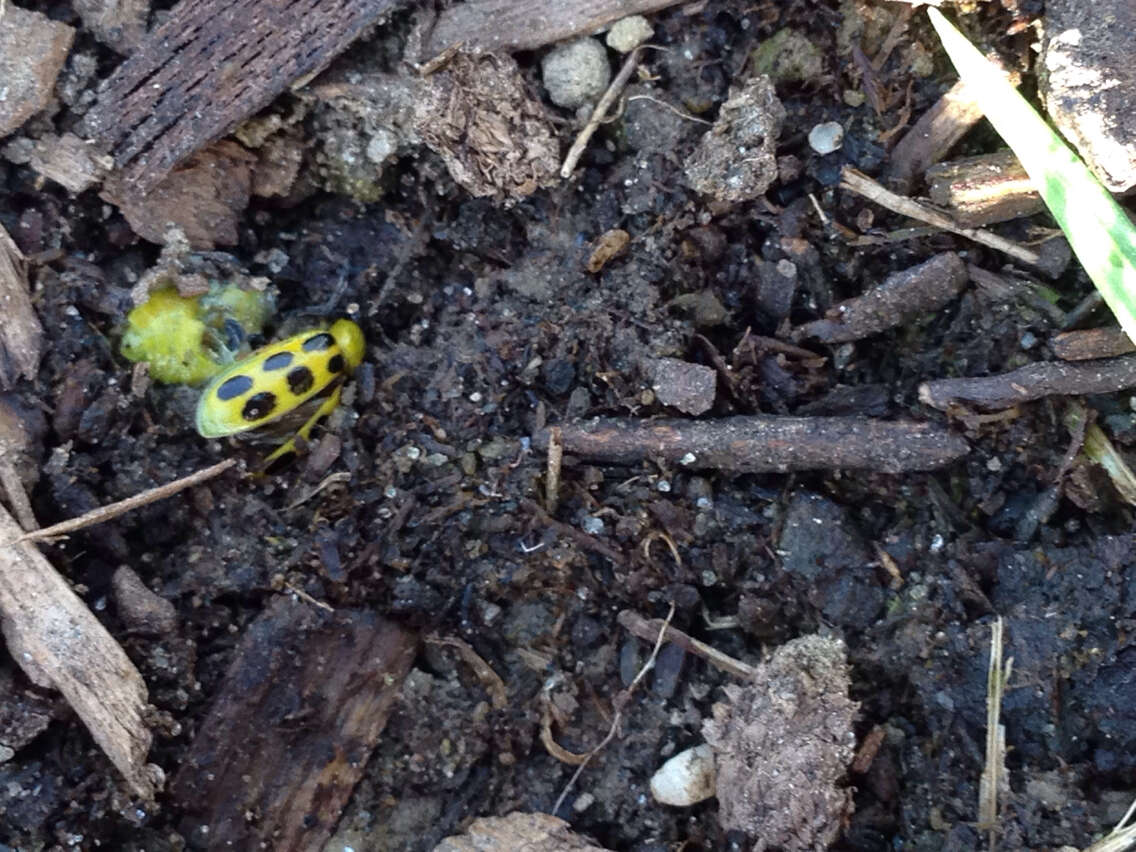 Image of Spotted Cucumber Beetle