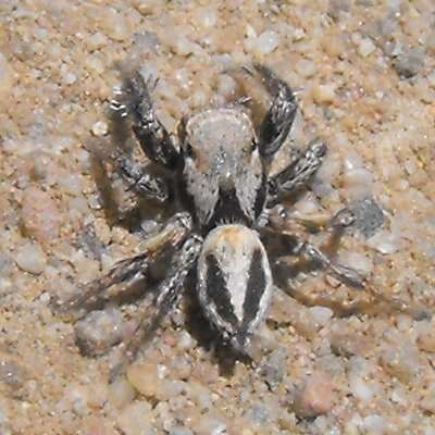 Image of Habronattus californicus (Banks 1904)