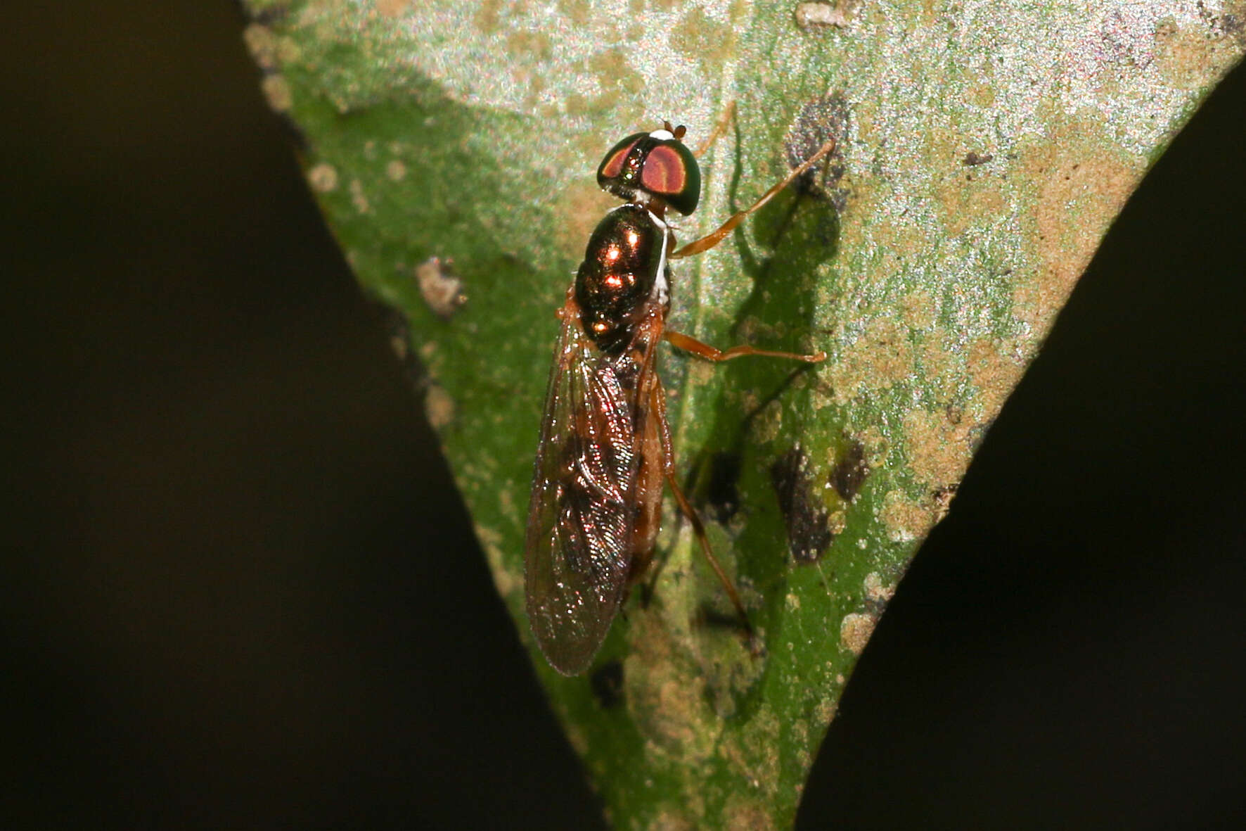 Sargus fasciatus Fabricius 1805 resmi