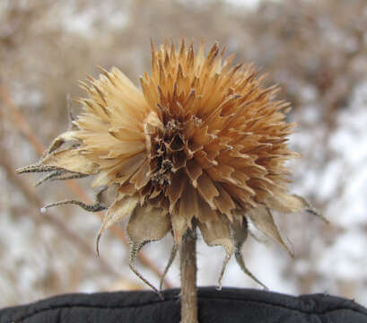 Image of common sunflower