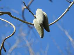 صورة Marsdenia mexicana Decne.