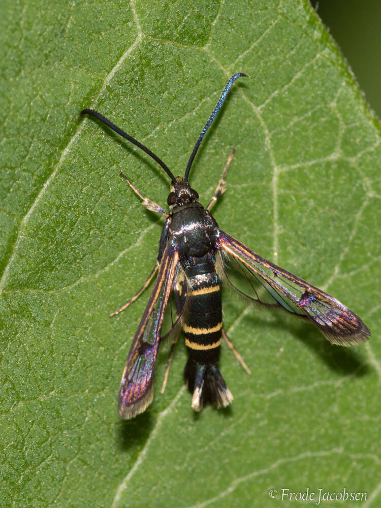 Image of Rhododendron Borer Moth