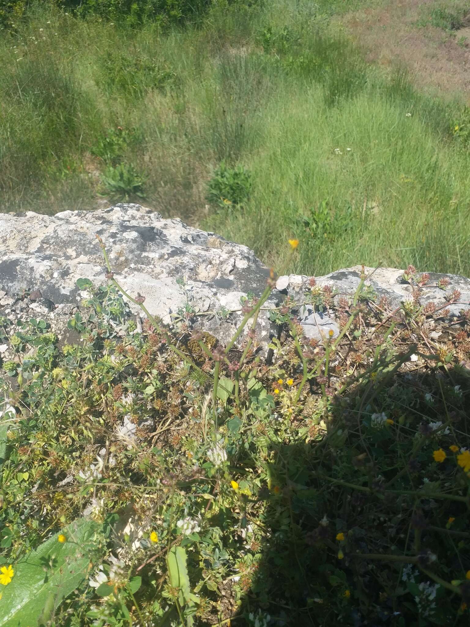 Image of striped hawksbeard