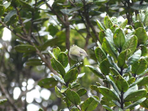 Image of Mountain Leaf Warbler