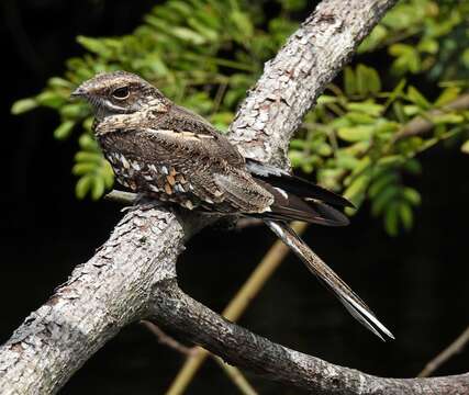 Image of Ladder-tailed Nightjar