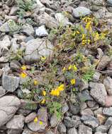 Image de Corydalis impatiens (Pall.) Fisch. ex DC.