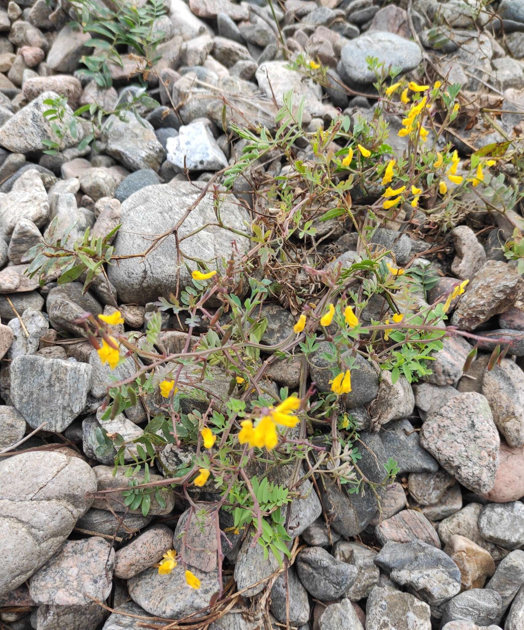 Image de Corydalis impatiens (Pall.) Fisch. ex DC.