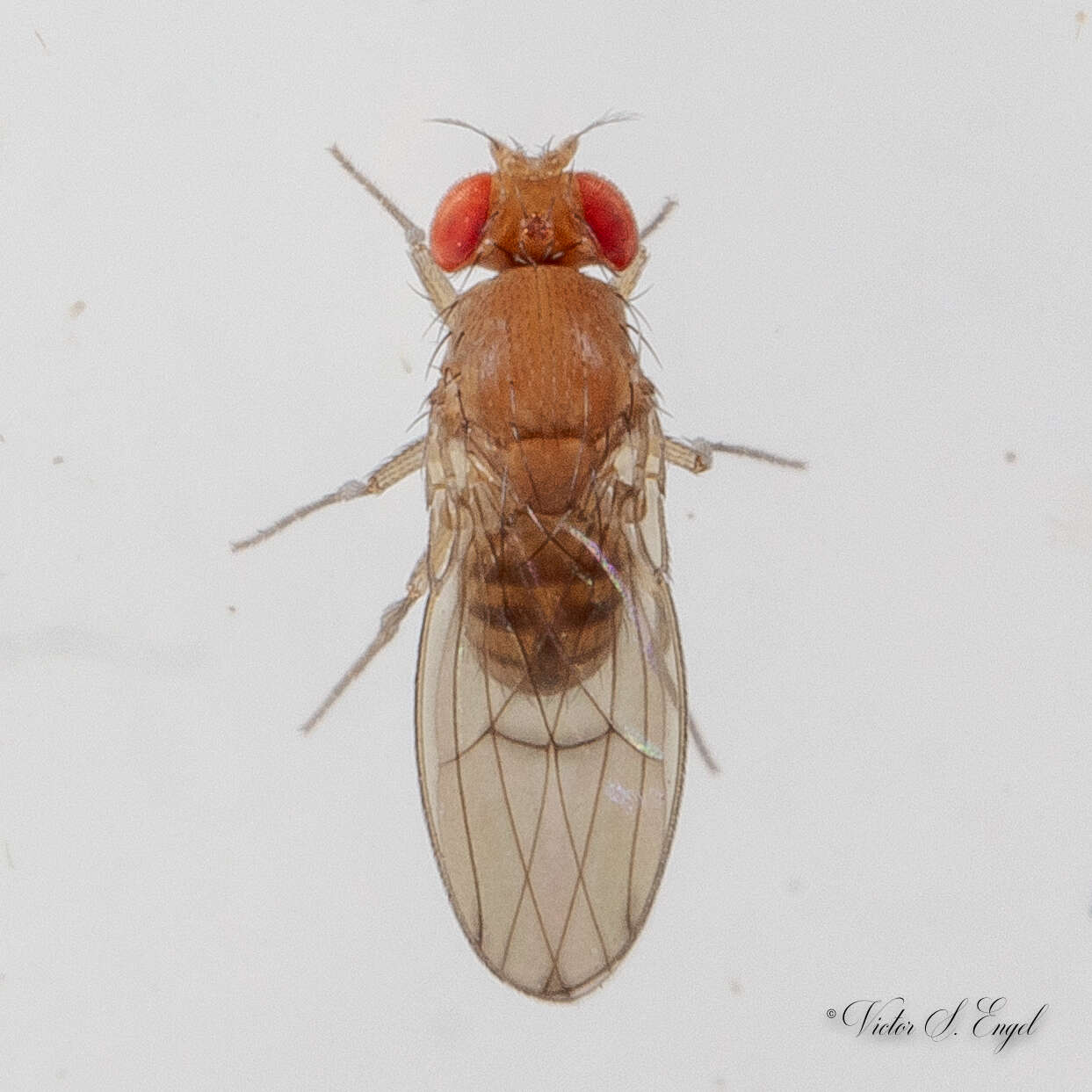 Imagem de Drosophila immigrans Sturtevant 1921