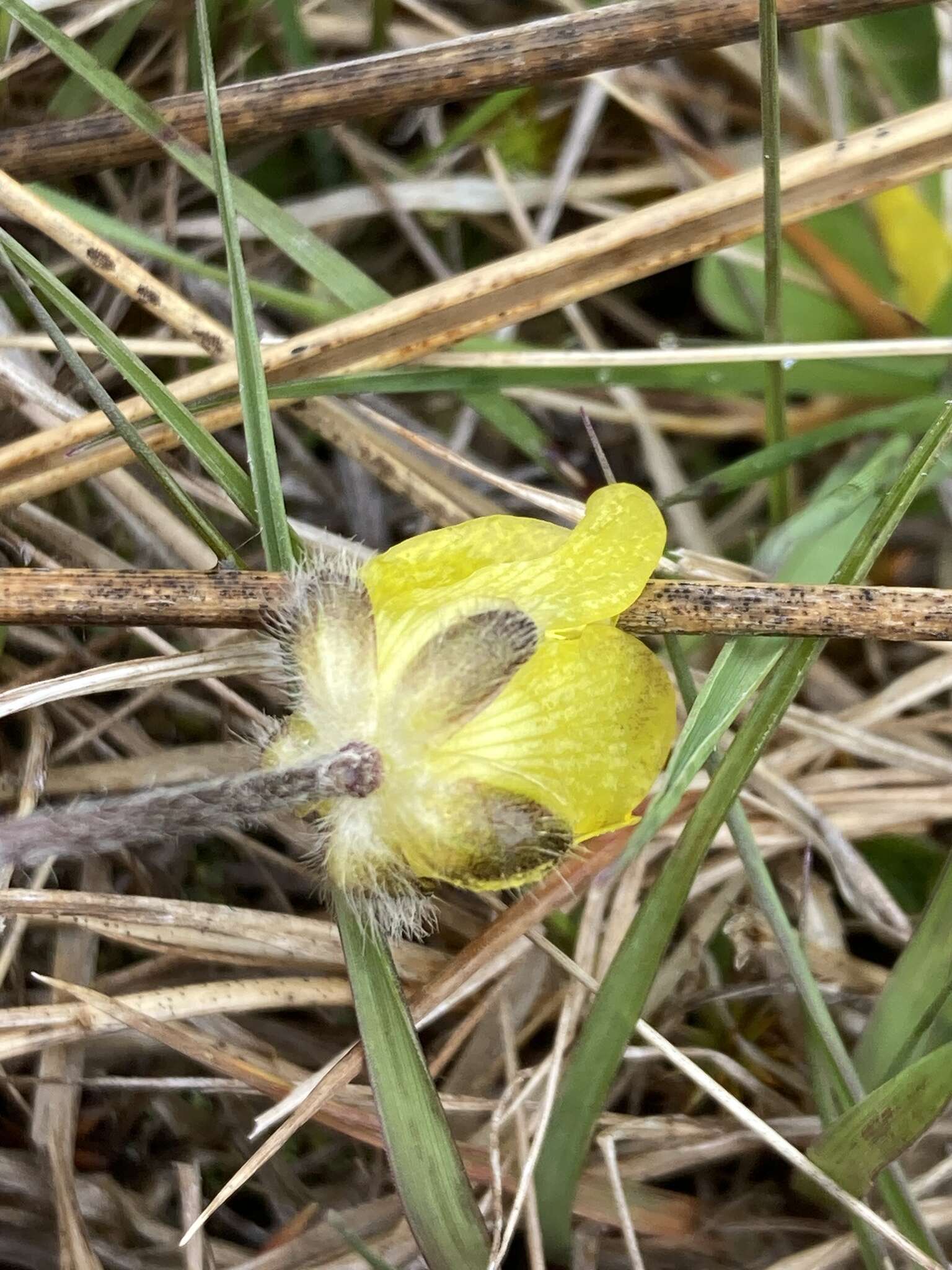 Image of Australian buttercup