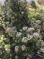 Image of Ozothamnus antennaria (DC.) Hook. fil.