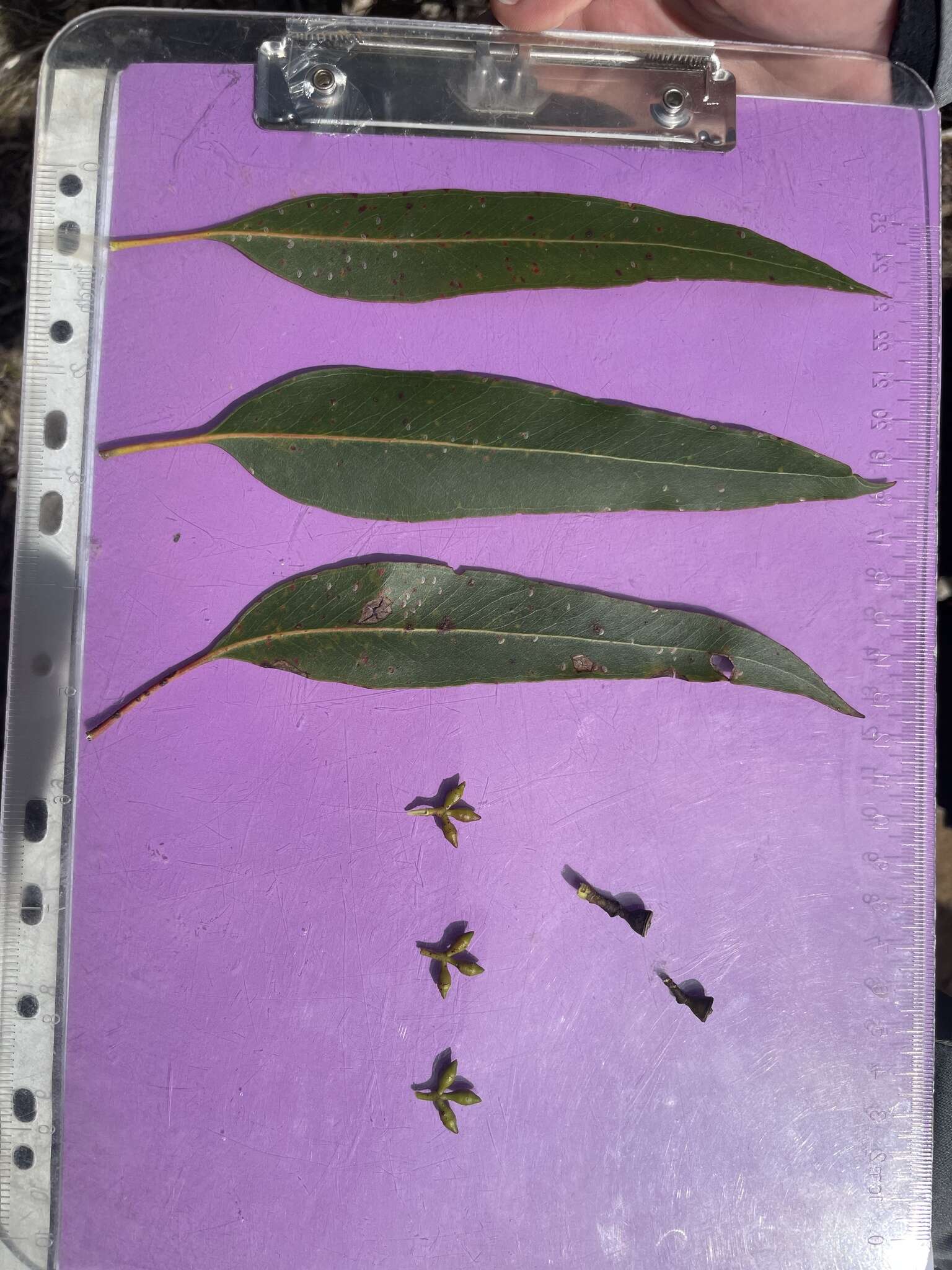 Image of Eucalyptus dalrympleana subsp. dalrympleana