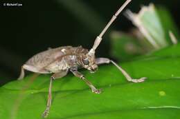 Image de Acalolepta rusticatrix (Fabricius 1801)