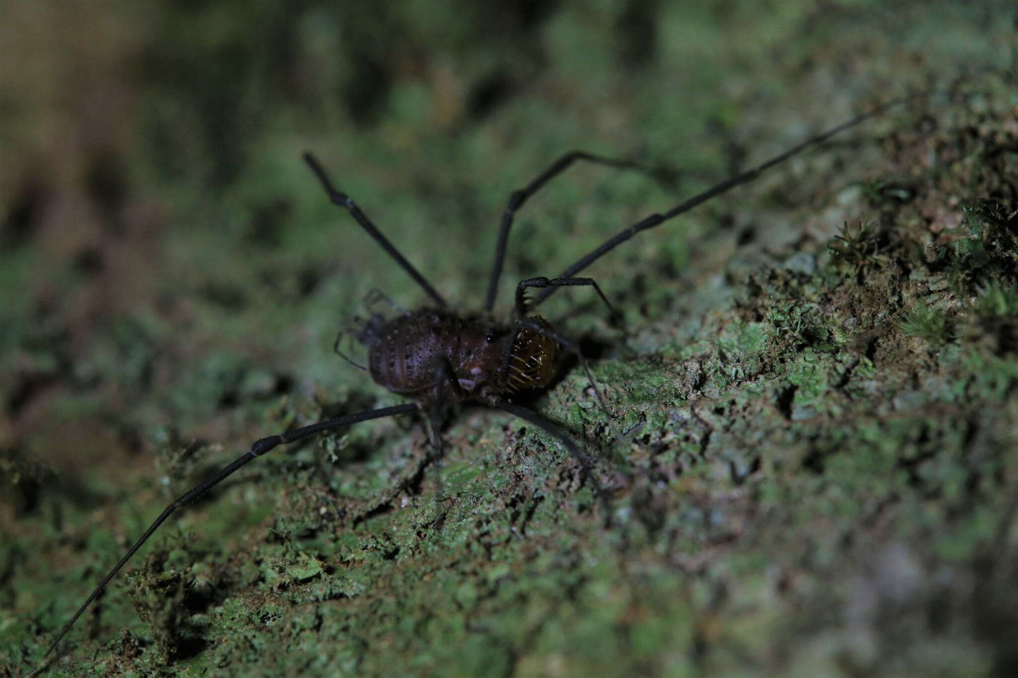 Image of Heteronuncia robusta Roewer 1920