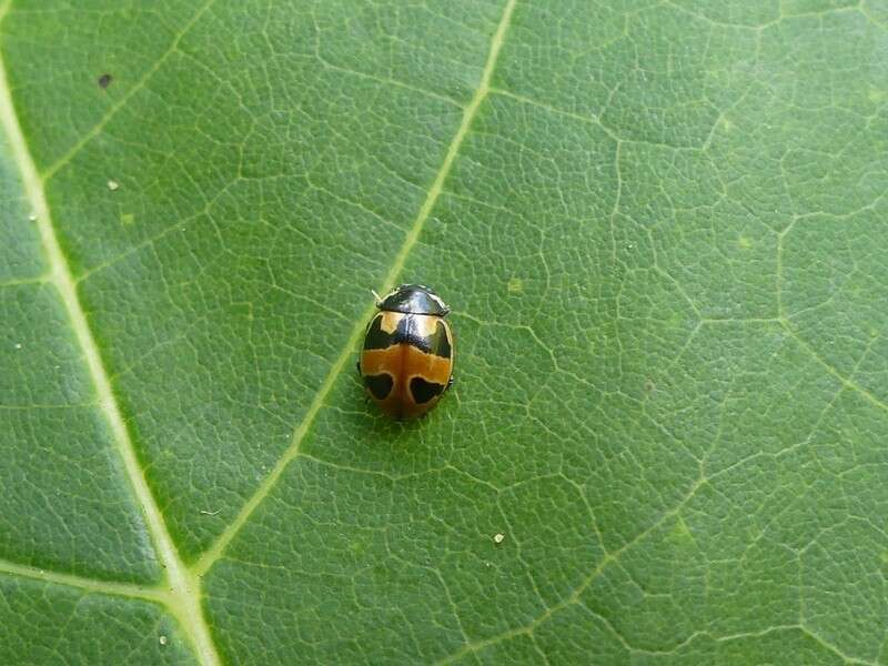 Image of Coccinella hieroglyphica kirbyi Crotch 1874