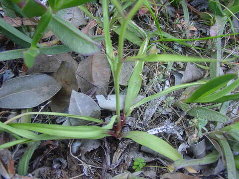 Image of Cyanella lutea subsp. lutea