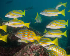 Image of Blue and gold snapper