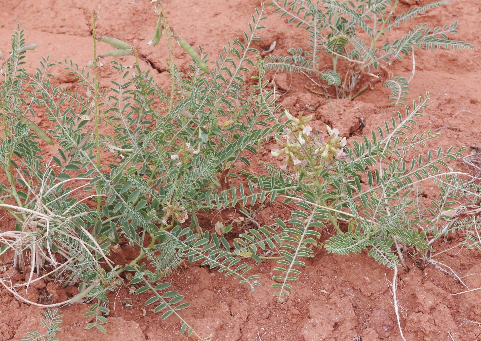 Image of Thompson's peteria