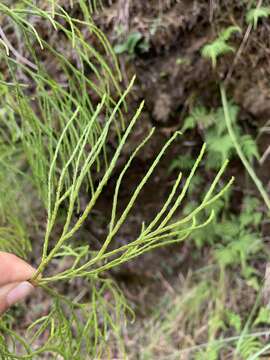 Image of Lycopodiastrum casuarinoides (Spring) Holub ex Dixit