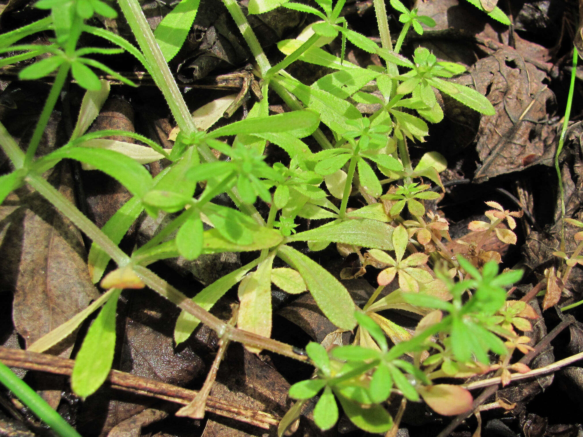 Peronospora aparines resmi