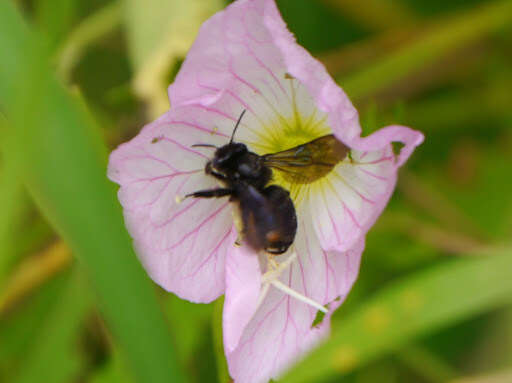 Imagem de Melissodes bimaculatus (Lepeletier 1825)