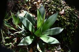 Sivun Agave warelliana De Smet ex T. Moore & Mast. kuva