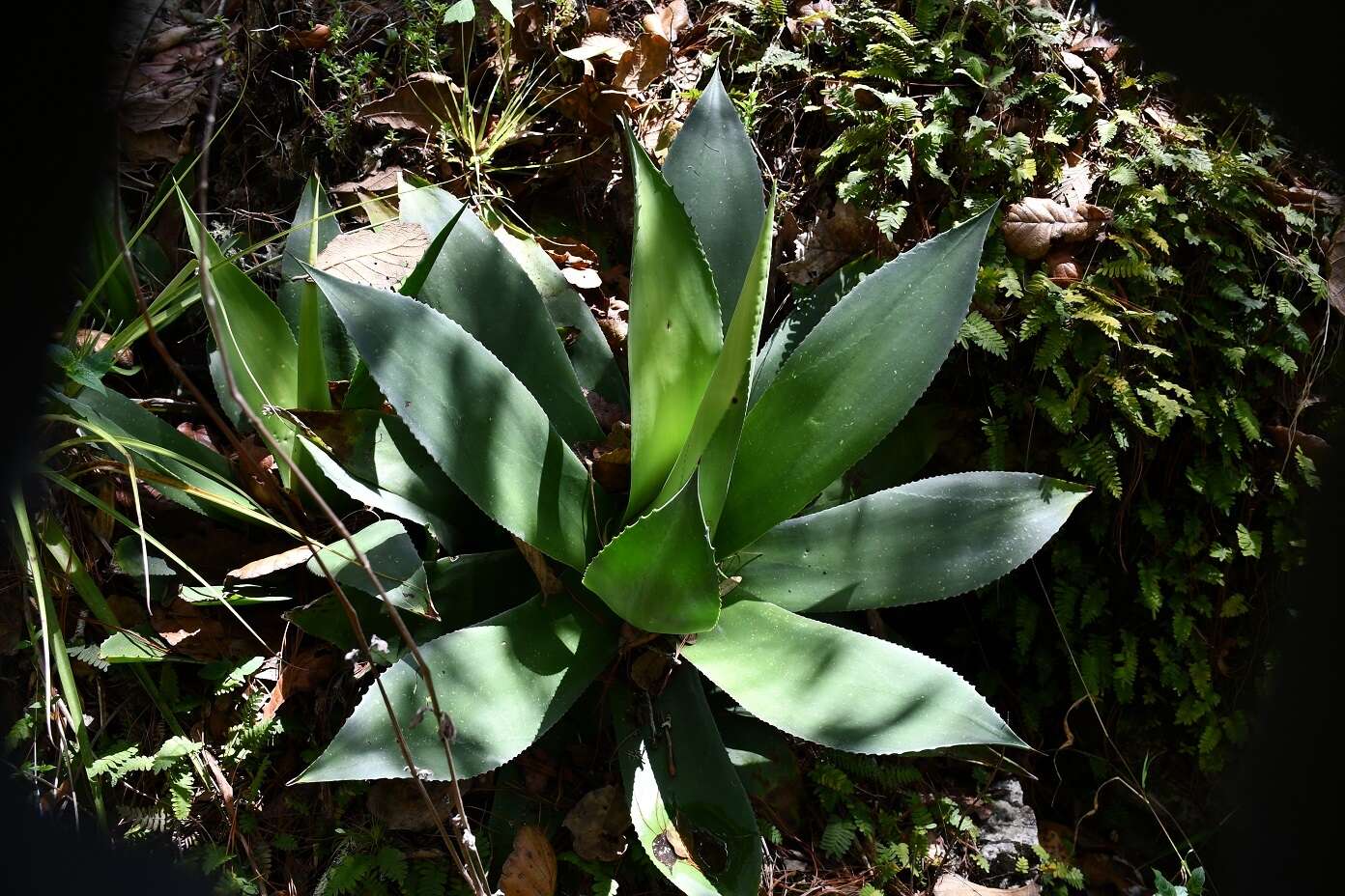 Image of Agave warelliana De Smet ex T. Moore & Mast.