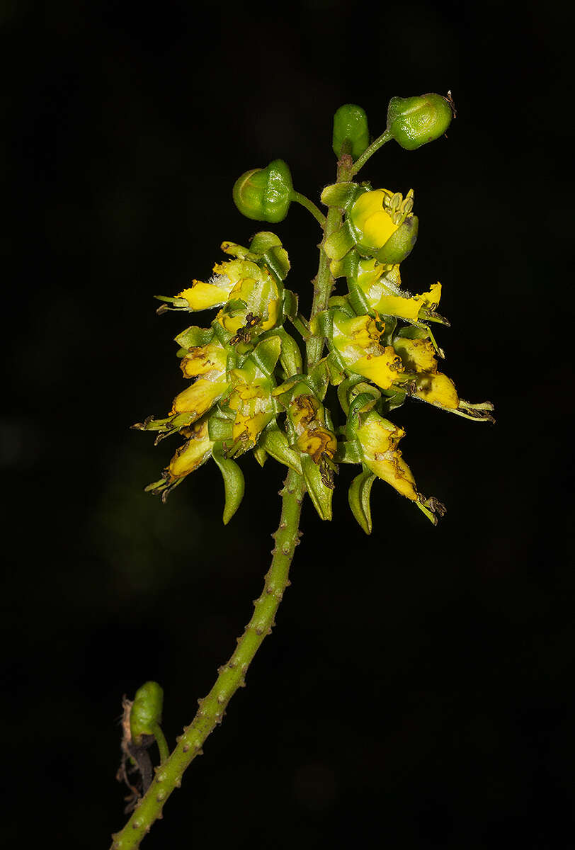 Image of Caesalpinia angolensis (Oliv.) Herend. & Zarucchi