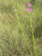 Image of coastal plain false foxglove