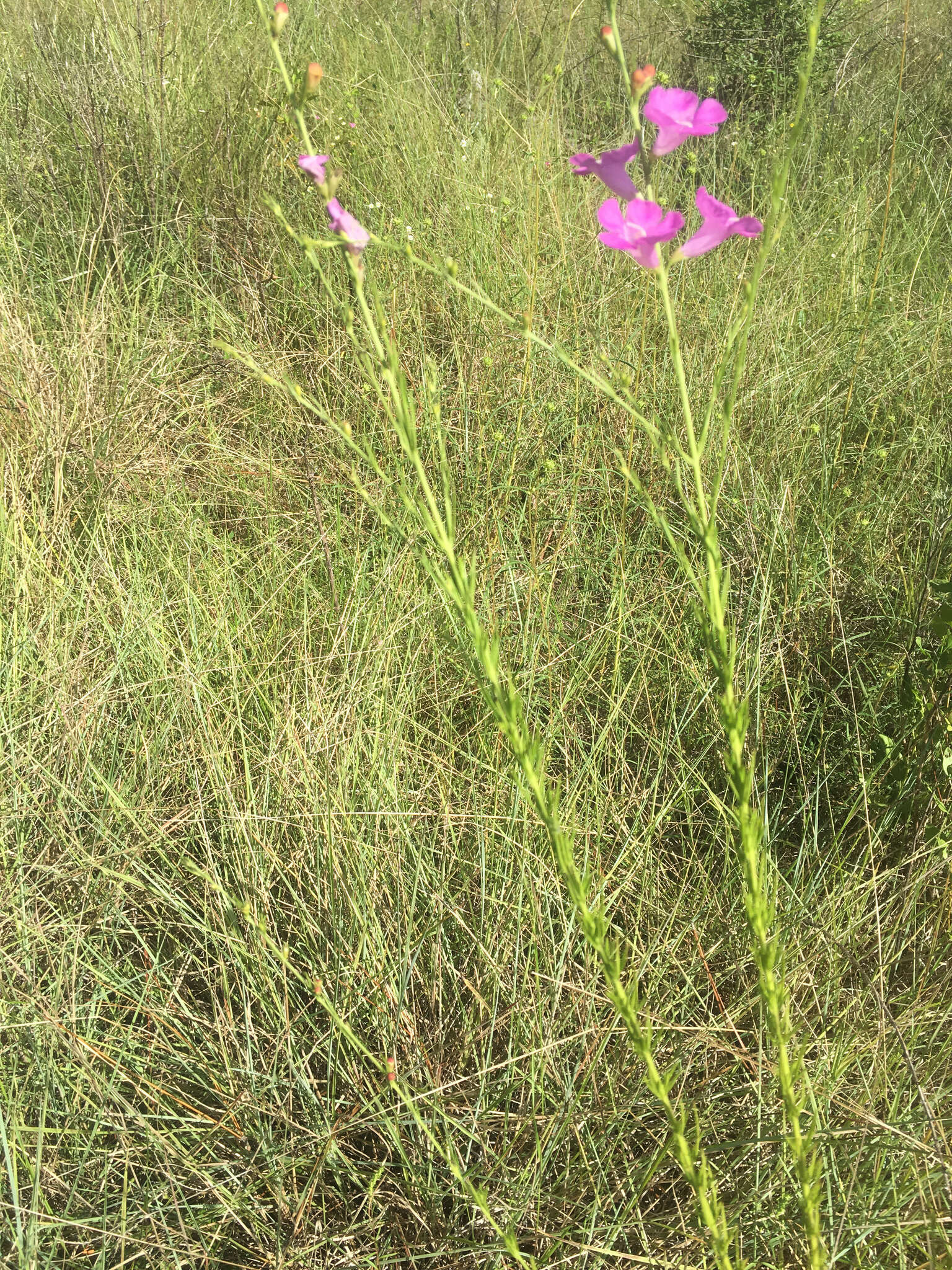 Image of coastal plain false foxglove