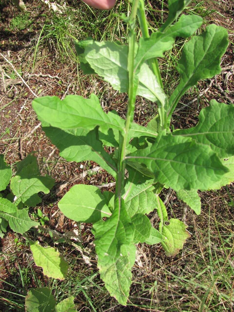 Image of Texas crownbeard