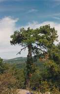 Image of Pinus nigra subsp. salzmannii (Dunal) Franco