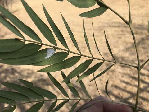 Image of cedar wattle