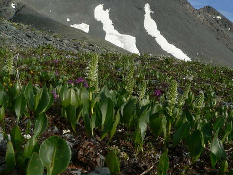 Imagem de Lagotis integrifolia (Willd.) Schischk. ex Vikulova