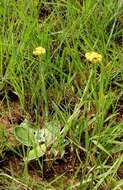 Plancia ëd Helichrysum cephaloideum DC.