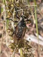 Image de Chrysopogon muelleri Roder 1892