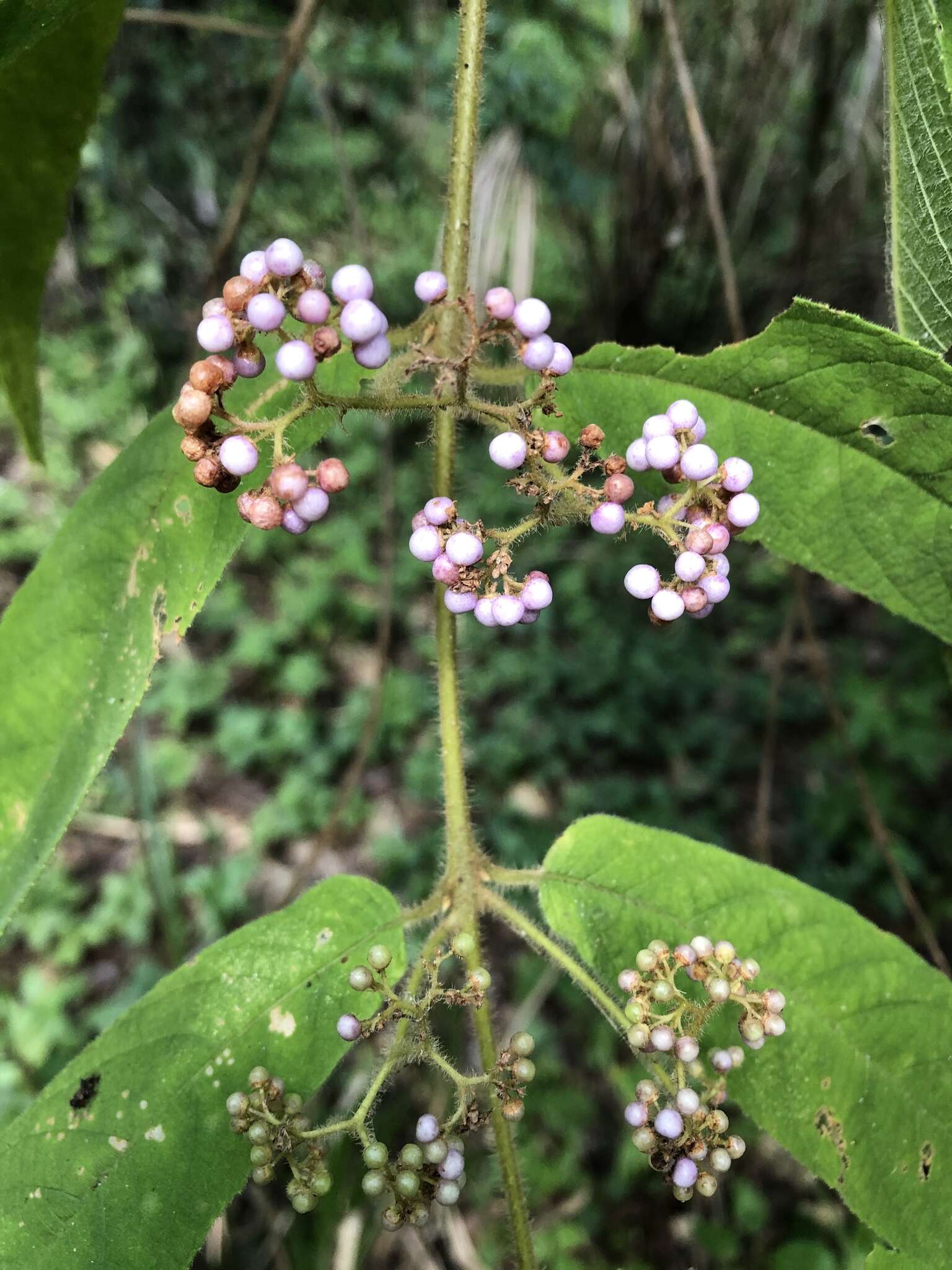 Image of Callicarpa pilosissima Maxim.