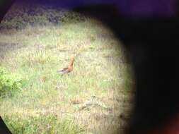 Imagem de Limosa limosa islandica Brehm & CL 1831