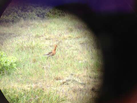 Image of Limosa limosa islandica Brehm & CL 1831