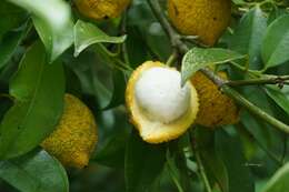Image of Lemon Drop Mangosteen
